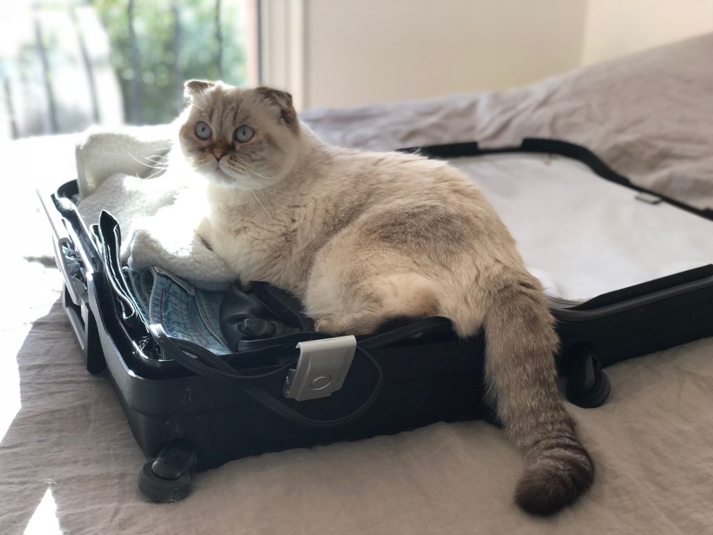 Voyager avec son animal de compagnie Clinique